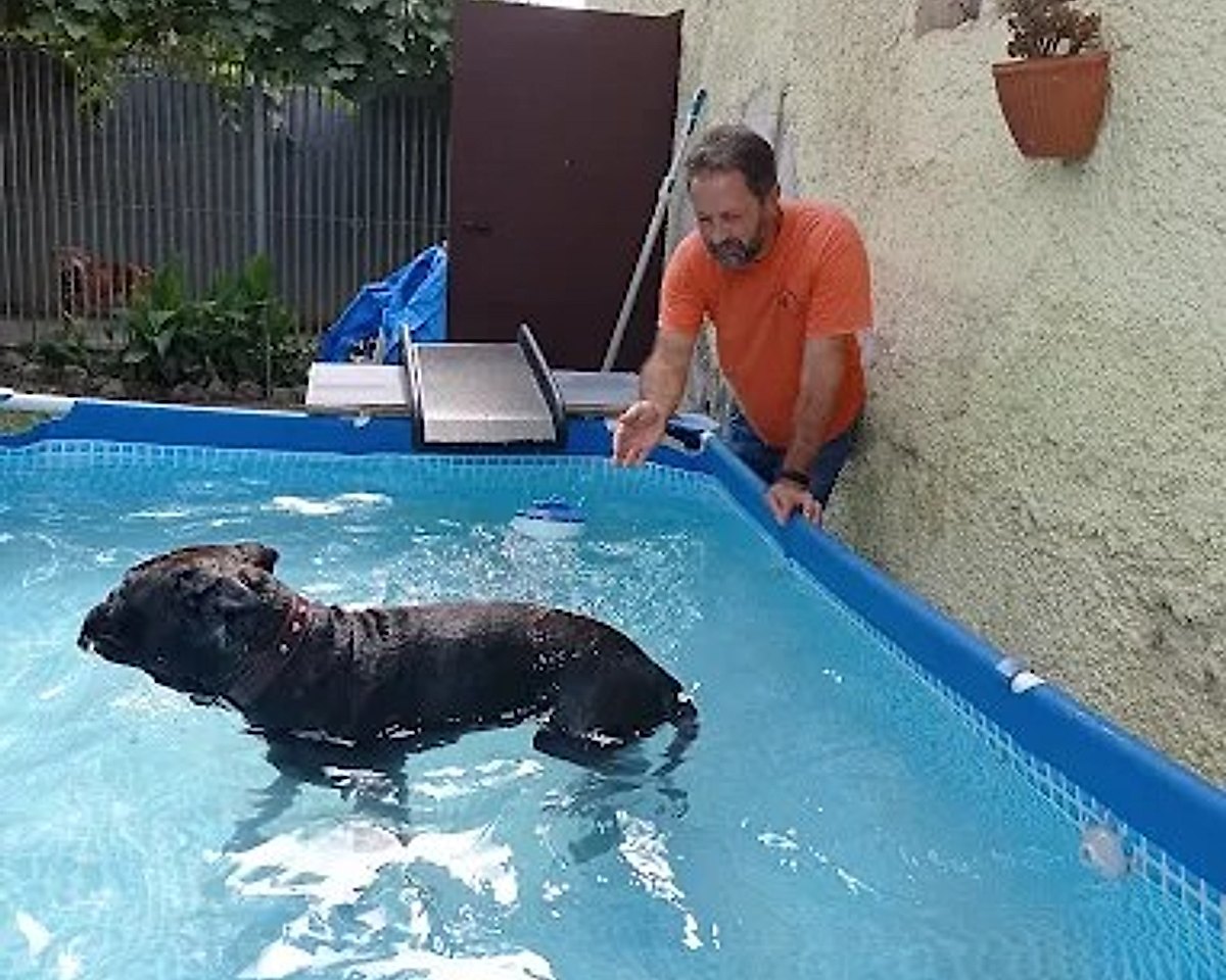Un cane in piscina con un operatore della struttura