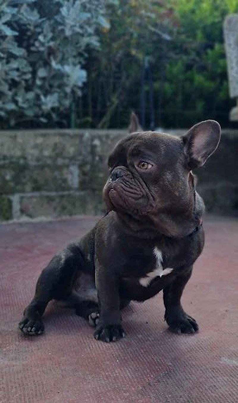 Un cane nel parco