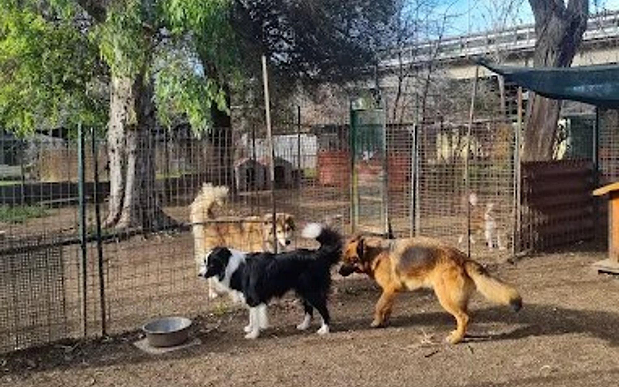 Cani che giocano nel verde della struttura