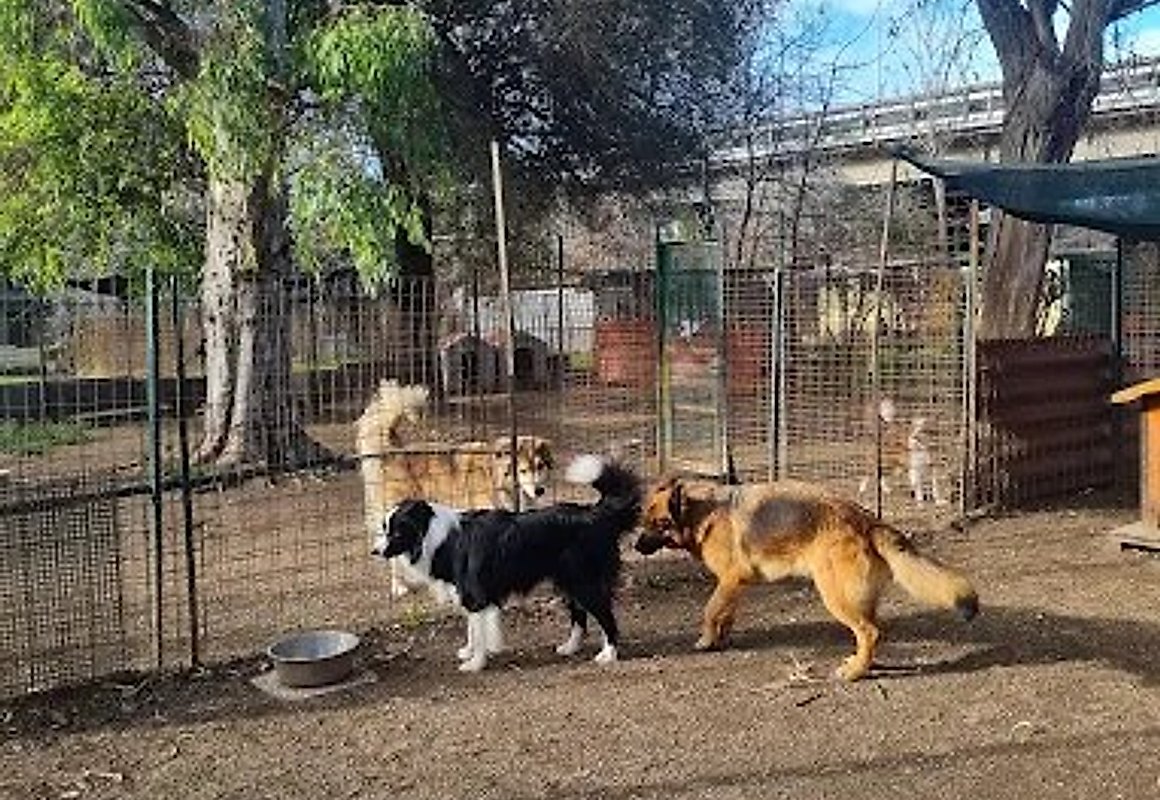 Cani che giocano nell'area verde